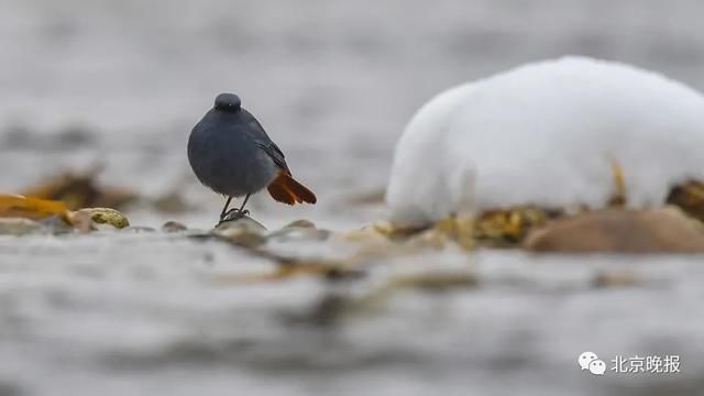  天堂|上万只候鸟赶来，北京密云水库成“鸟的天堂”，你能认出几种？