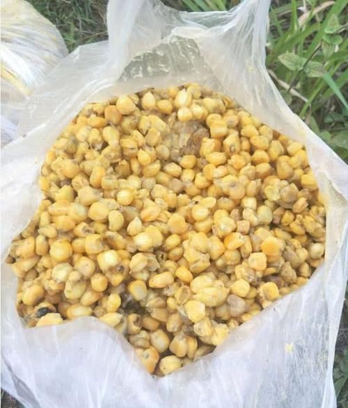  「最快」都说玉米容易钓大鱼，那么生的，煮熟和发酵的，哪种上鱼最快？