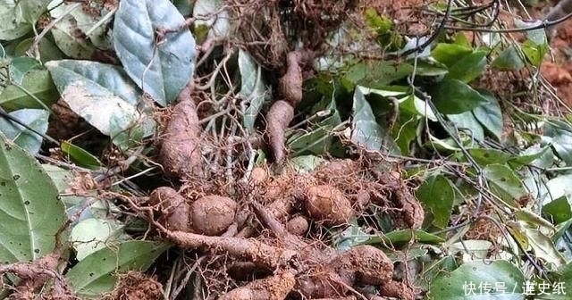  热炒■农村一种野草，以前热炒到1200元一斤，现在价格跌入谷底