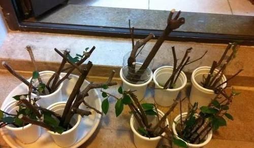  定要注意■扦插三角梅该如何做？按照6个要求操作，生根早、当年就开花