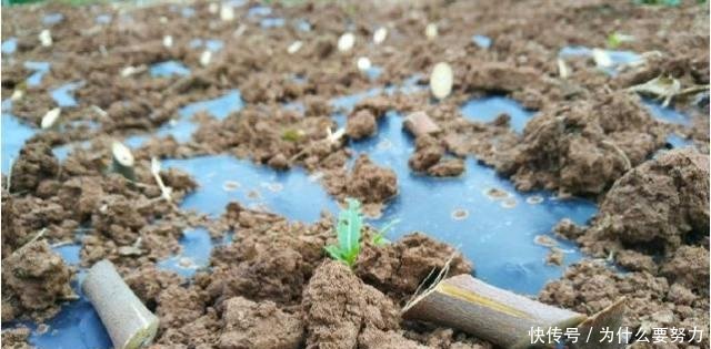 农村这种果树见土就能长 一年收获的水果能卖到10万元!