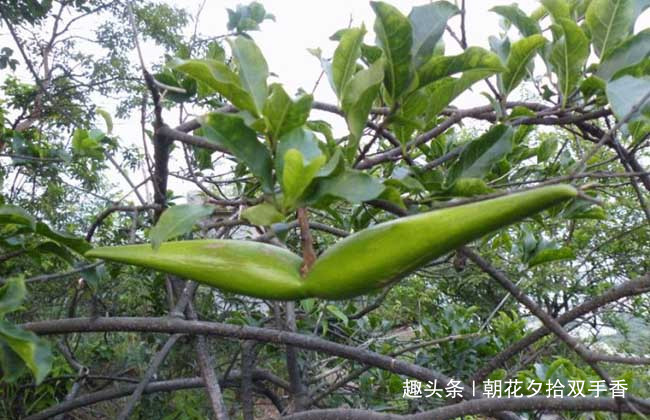  #农村#农村常见的野草，农民朋友们很讨厌，殊不知可以入药使用