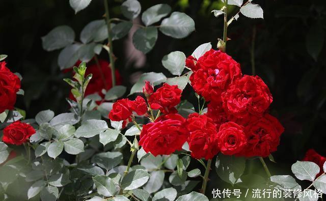 『花无』月季——只道花无十日红,此花无日不春风