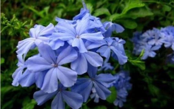  「漂亮」家有小院，种这些爬藤植物，花色艳还漂亮，轻松打造墙面花瀑布