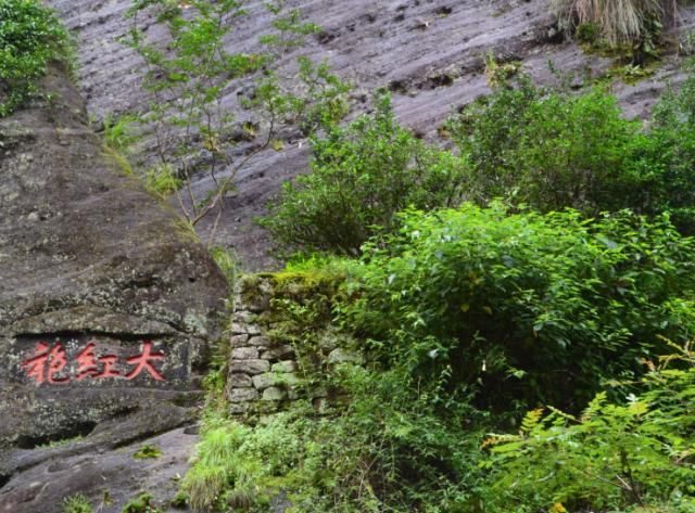  「堪比」我国这3棵树浑身是宝，树叶价值堪比黄金，最后一棵配有