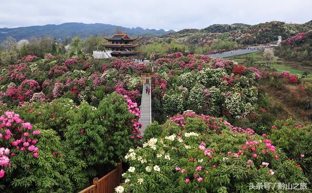 三月和四月，正是赏花季节：推荐贵州6个绝佳的杜鹃花观赏地
