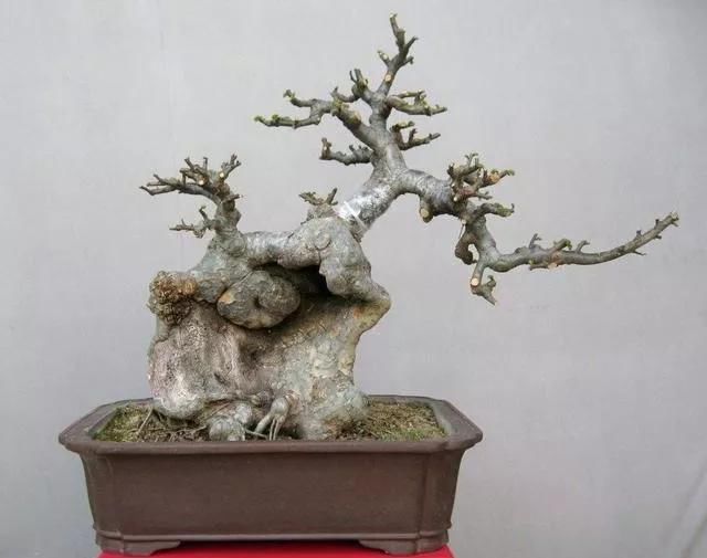 「当成盆景」山上捡的“木疙瘩”,种进花盆里,30天长新芽,还能结红果果