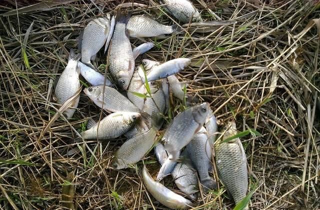  『钓友』春季钓鲫鱼怎么选择位置呢？钓浅还是钓深呢，看老钓友都是怎么做