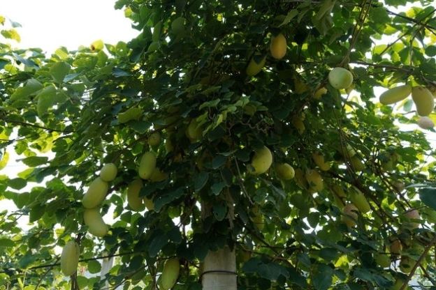  野果|农民大爷从山上挖回10苗野藤，5年繁殖400株，年赚10万元