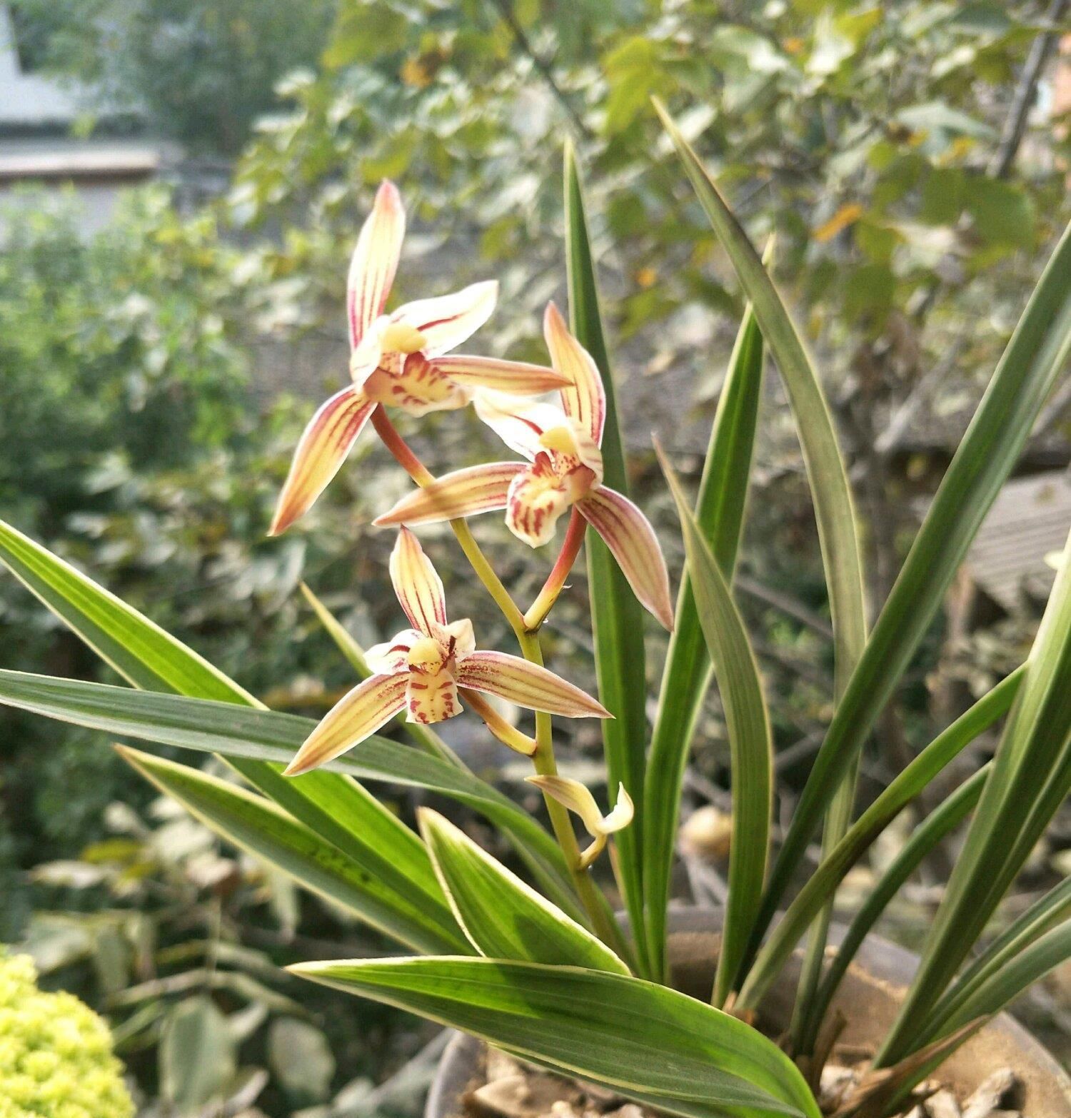  『超级』新手养兰花首选，物美价廉，多季开花，花香四溢飘满屋，超级好养