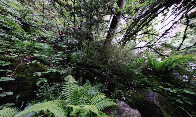 告诉你一个事实千万不要惊讶 距离成都百公里有个“非洲丛林”！