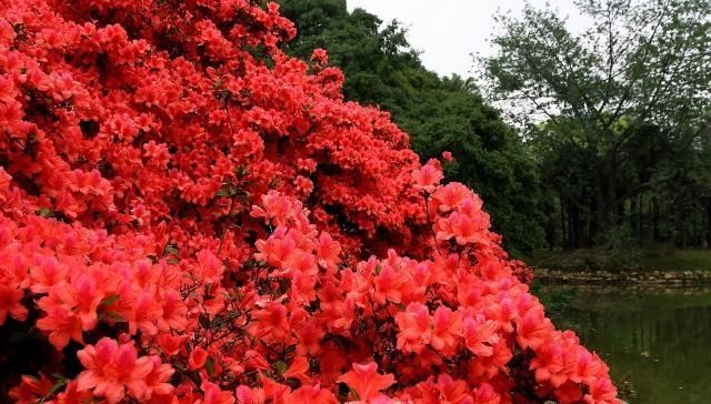  土壤■映山红为什么不开花？如何能让映山红开花？栽培映山红的注意事项
