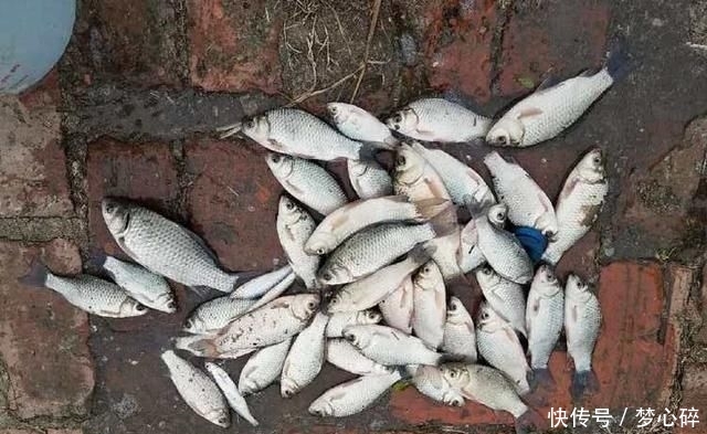  #家宅#在家宅了12天，这群钓鱼人也待不住了，花式钓鱼谁更强