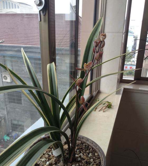 「花朵」阳台变花园,就养这些花卉,花开清新高雅,花朵一簇一簇,美爆了