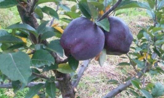 拜拜了稻谷，我国首发一种新型农作物，有土就活，每亩产四千斤