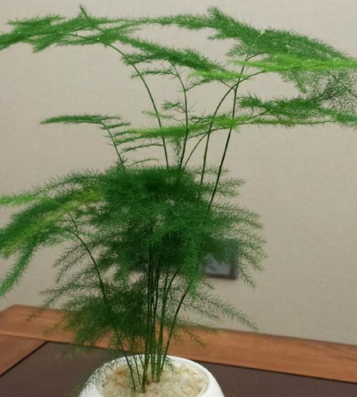  【就可以】文竹、绿萝、吊兰生长慢吞吞，学我这么养，疯狂蹿个长爆盆！