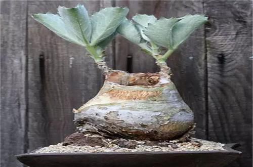  [植物]史上“最萌植物”的变态版来袭！
