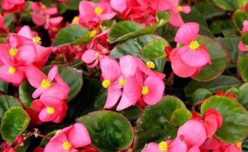 充足:最受欢迎的“4种花”,株型优美、花色艳丽,你养了吗?