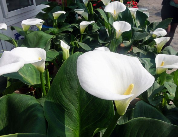  「花苗」好养耐活忒养眼的花苗！装饰阳台还能净化空气！香气四溢