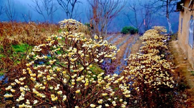 柔毛:结香花,别名梦花树,花多数,黄色,芳香,成顶生头状花序