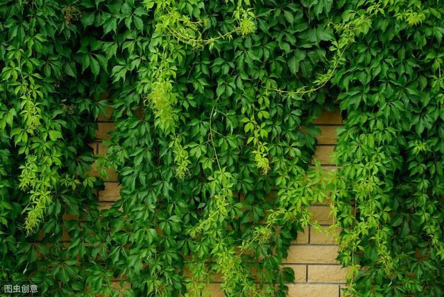  劣势■爬山虎在农村非常多见，为啥这几年种植的少了，老农说出