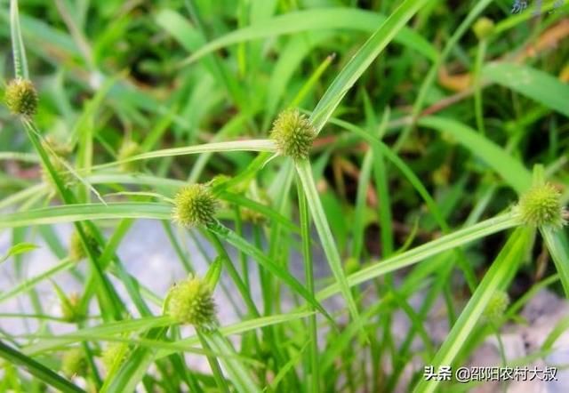 农村有一种野草，以前总是被农民拔掉，现在却卖20元1斤