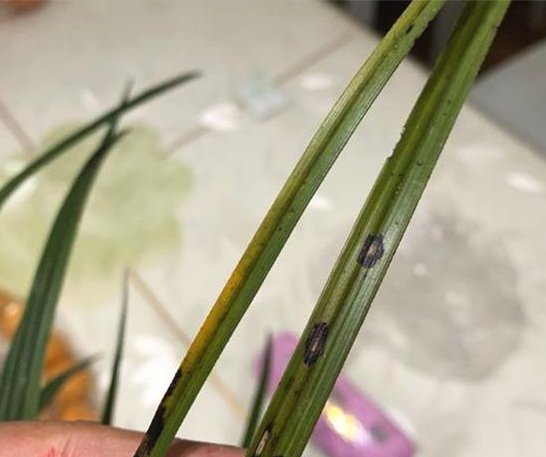  小妙|兰花养护小妙招，叶子发黄、发黑不着急，这几招轻松搞定