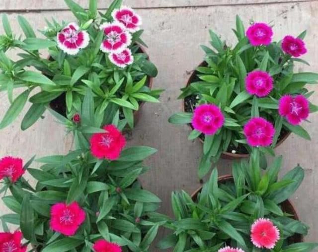  【养花经验】4种常见的花，开花漂亮、花期长，养护起来又简单