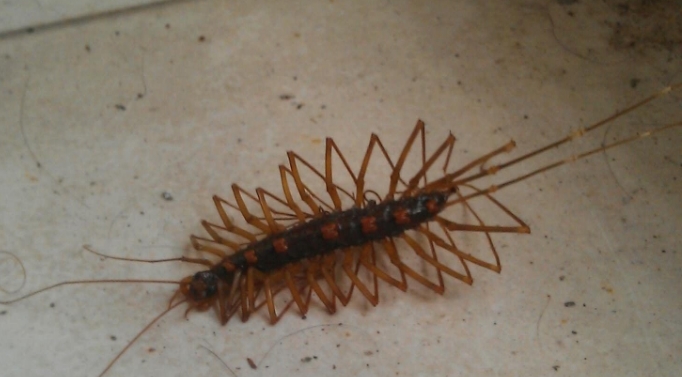 家里出现这种虫子可不能打，老一辈人是这么解释的，不妨了解一下