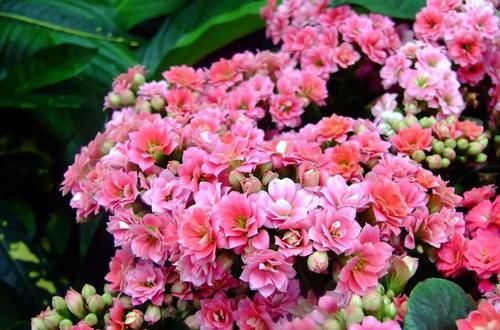  「摘点」花儿还在买？摘点叶片“摆一摆”，收获50盆，买花钱省了！