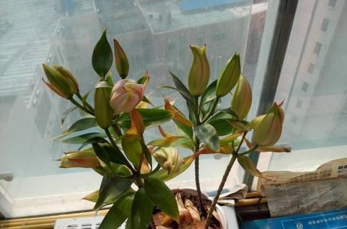  『毒素的花』3种花“晦气花”，最好不要养室内，实在就喜欢养在室外吧