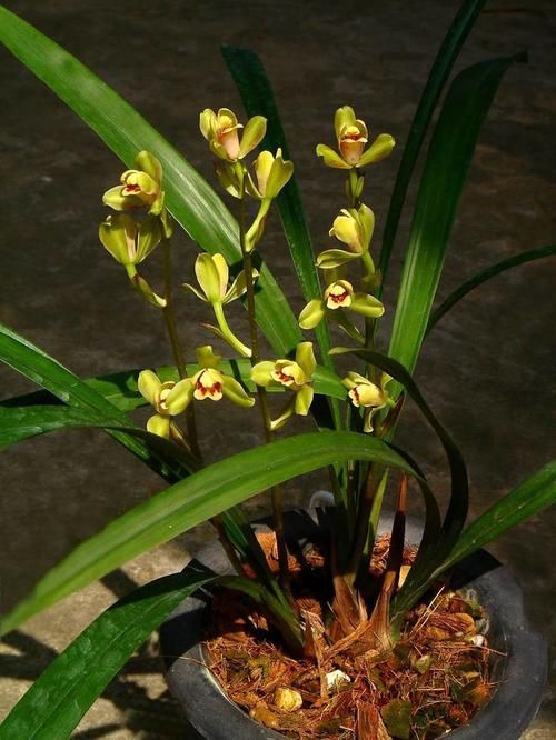  「开花」想要阳台成花海，不妨养这些花朵，好养易爆，关键开花绚丽多彩