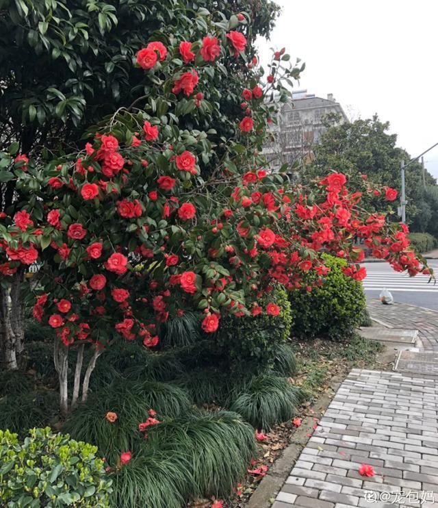  开出漂亮■阳春三月，出门踏青，原来有这么多漂亮花！