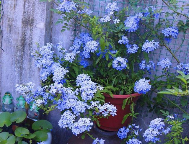  花儿■这“3种花儿”，也太好养了吧，种阳台上，动不动就开花、长爆盆