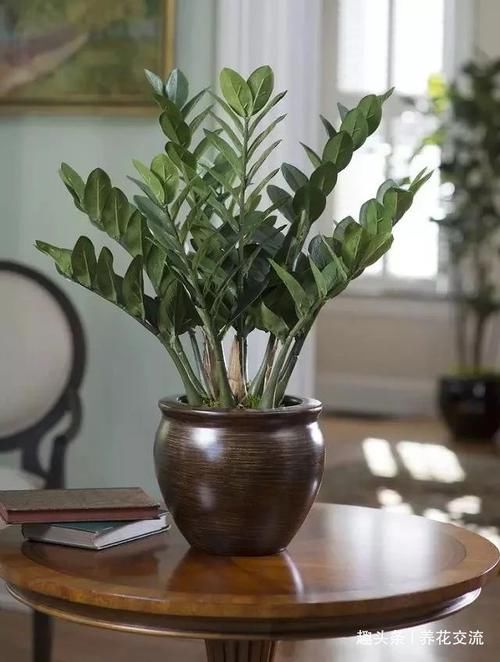 「极其」养在室内极其耐旱的几种盆栽植物,大半个月不搭理都没事