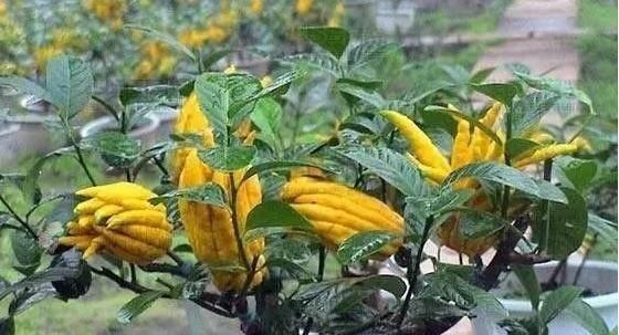  观花植|这3种“观果”植物，比花还要美，好看又好养，不养一盆就亏了