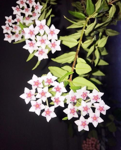  『温馨』阳台选花，不妨养这四款植物，好养易爆盆，阳台开花变温馨小花园