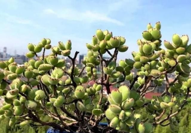  『养盆萌萌』养盆萌萌的熊童子,做好这几点,猛蹿侧芽,变“熊树”