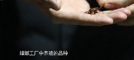  章丘区：这个恐怖工厂：养10亿只蟑螂，每天喂50吨饭（饭前慎入