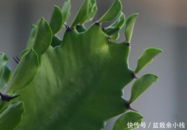  『种绿植』这3种绿植，懂花人家里都会养上几盆，越养越有“福气”！