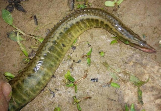 农村正在消失的7种“野味”，如今越来越少了，图6一捡就是一窝