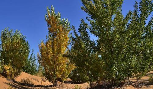 日本人花14年跑到中国治理沙漠,游客发现了背后的意图！