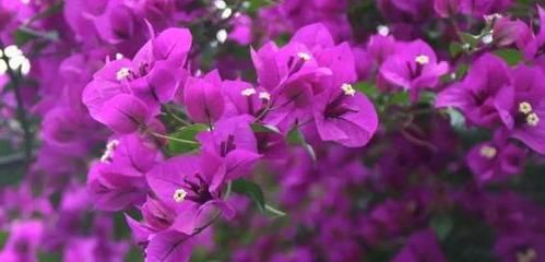  买到@三角梅不开花？原来是买到“懒汉”品种，剪一剪，饿几天，开满枝