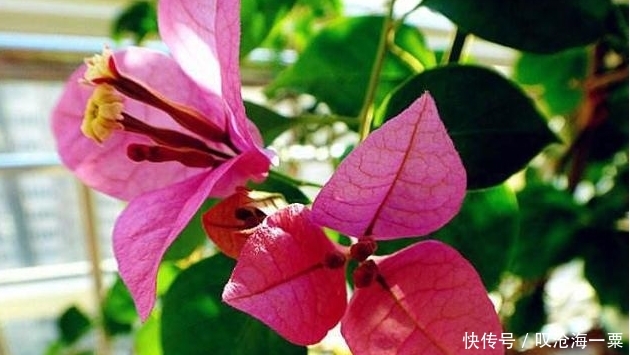 「花儿」夏天养三角梅,只用一招,黄叶没了,绿叶蹭蹭长,花儿开爆盆