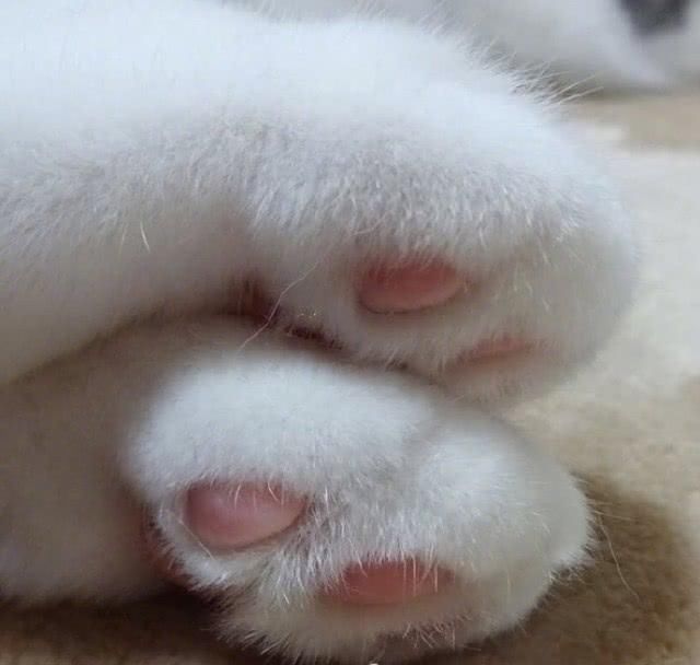  『余生』养着这样一只白白的小猫仔，粉粉的肉垫垫，萌爪爪，度过余生