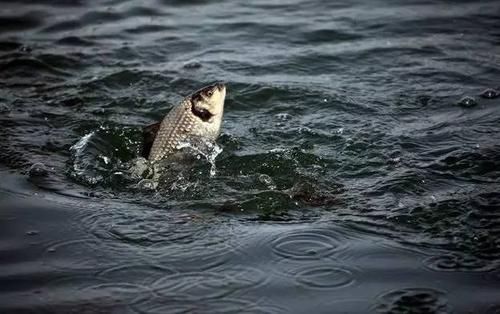 「选择」想要破解流水钓鱼,就用这5个办法