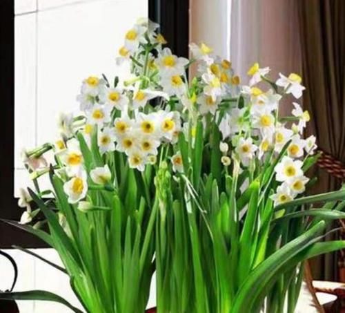  「适合」3种花适合新手养，迷人的花朵，开满整个花盆，快养起来吧