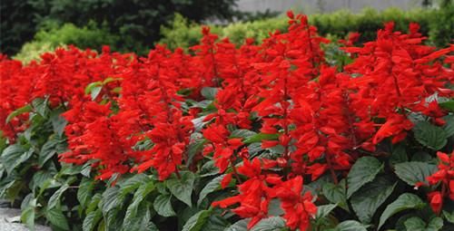  土壤■乡下常见的一种花，姥姥叫它“一串红”，花芯甜甜的，你吃过吗