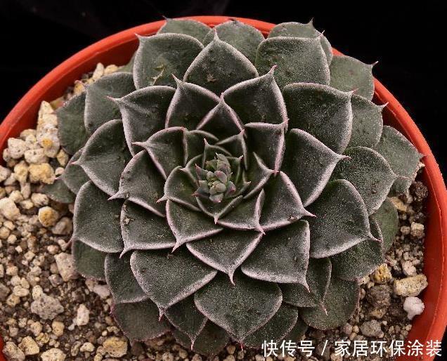 【独特】新手养花,不如养观赏精品:美丽莲,花色独特,十分美丽
