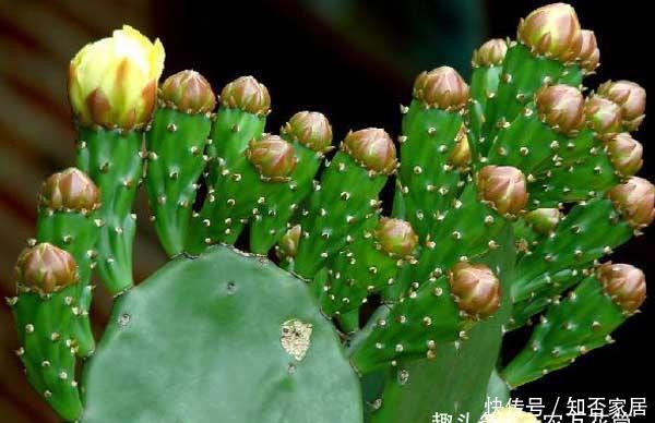 「充足的光」花卉种植技术:仙人掌的主干怎样长粗,光照要足强健根系才粗壮!